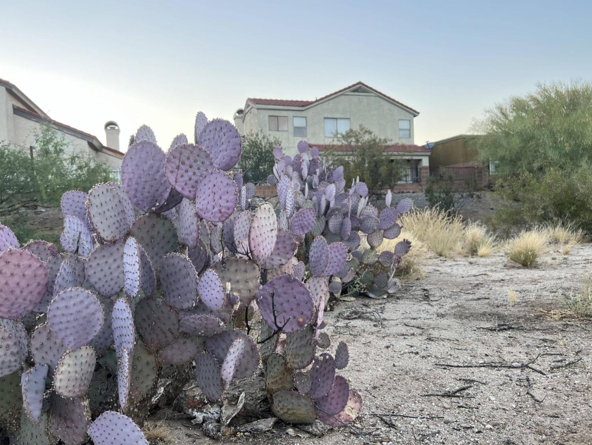 Private Home - Billiards, Mountain Views, Private Desert Access, Hoa Pool & Spa, Bbq, At Lambert Park - Bourbondale Tucson Esterno foto